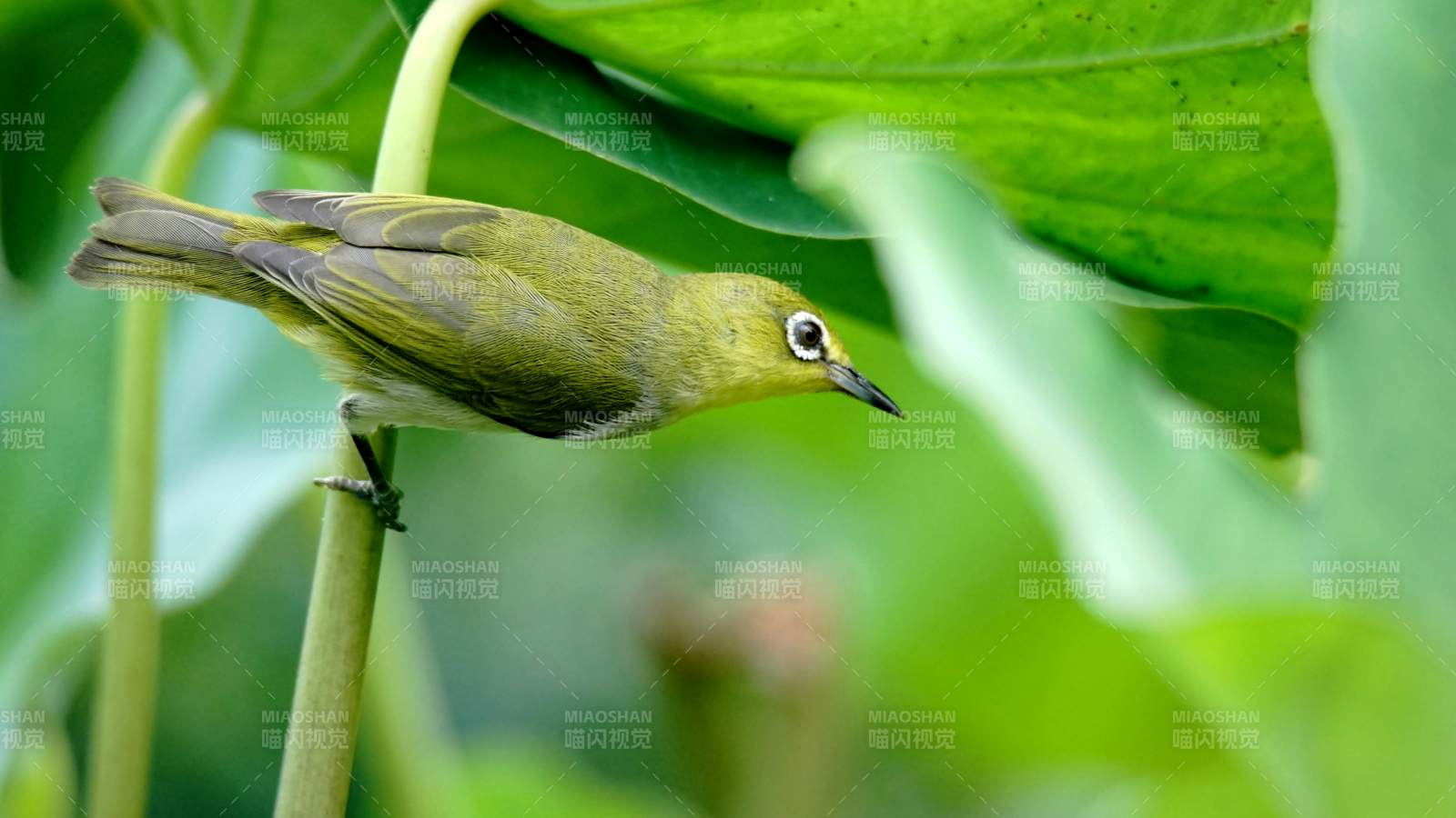 绿鸟栖叶间图片