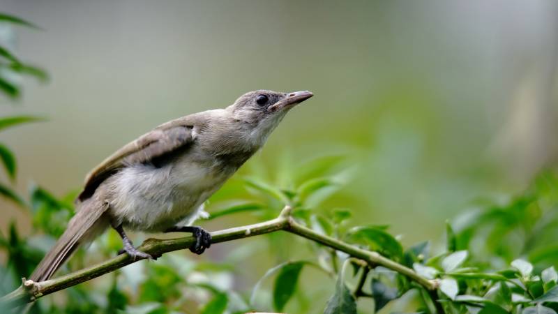 小鸟栖枝头图片