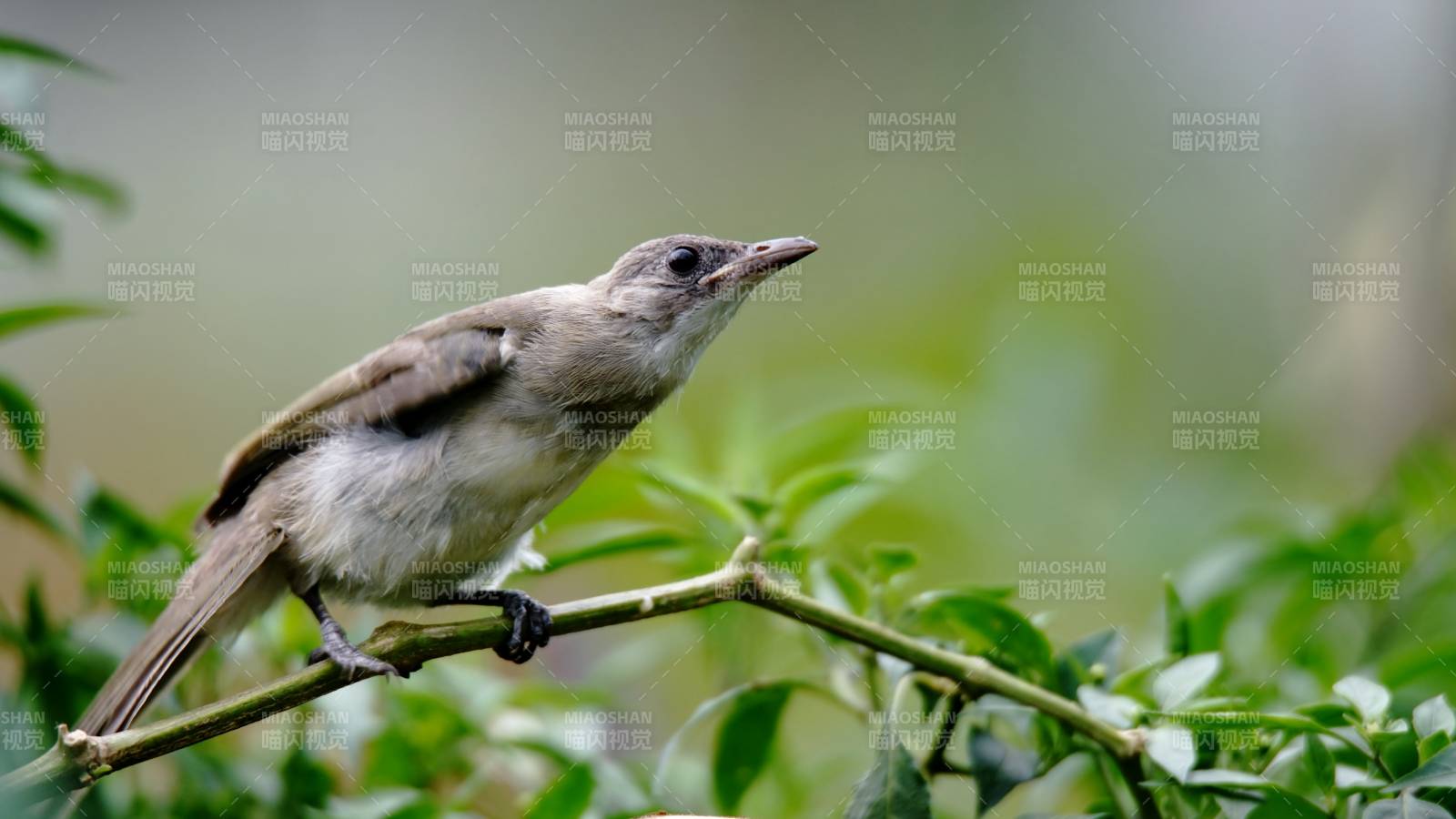 小鸟栖枝头图片