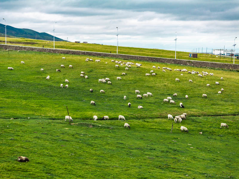 绿野牧羊图图片