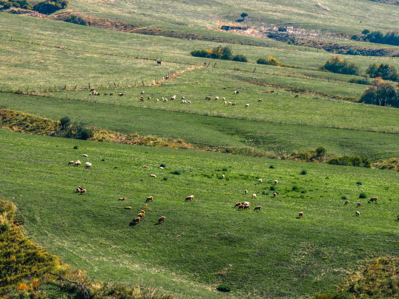 绿野牧羊图图片