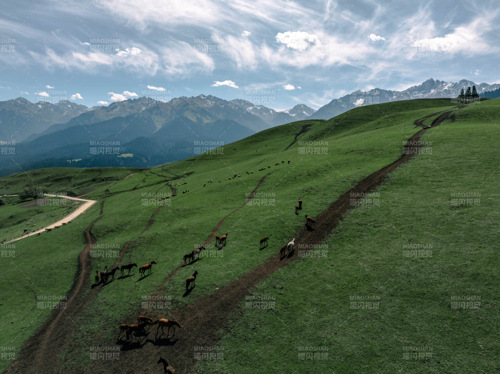 草原牧马图图片