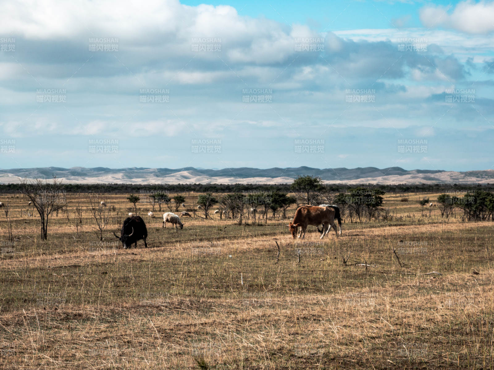 草原上的牛群图片