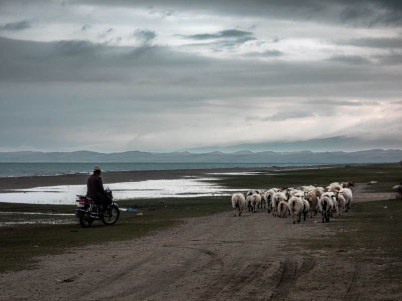 牧羊人与羊群行进中图片