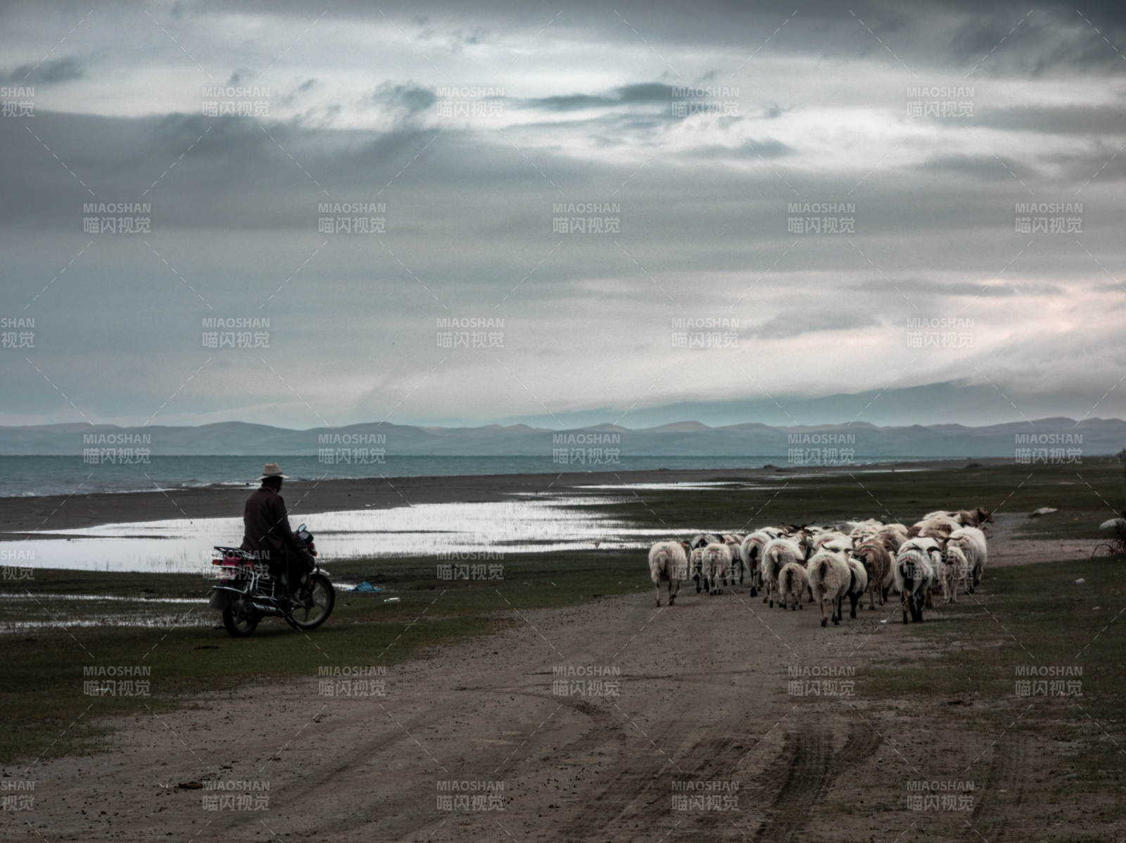 牧羊人与羊群行进中图片