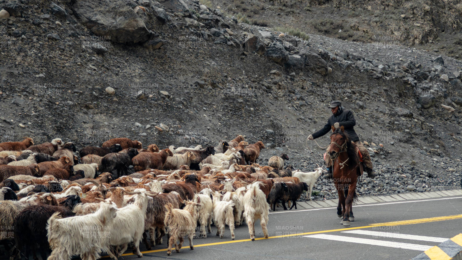牧羊人骑马赶羊群图片