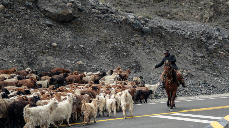 牧羊人骑马赶羊群图片
