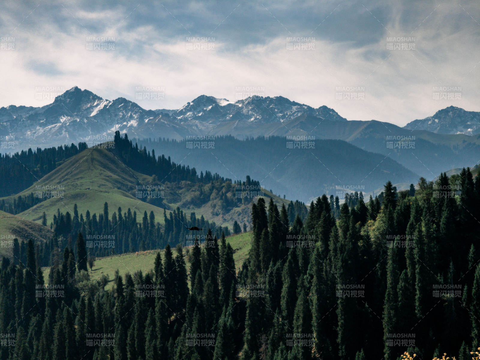 雪山松林风光图片