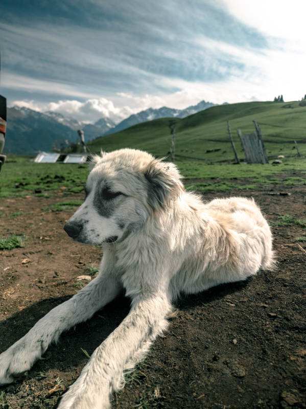 雪山下的白狗图片