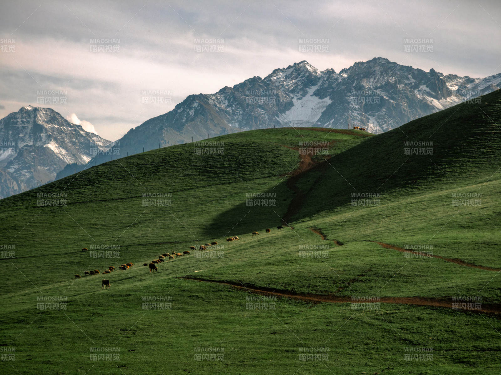 雪山绿野牧羊图图片
