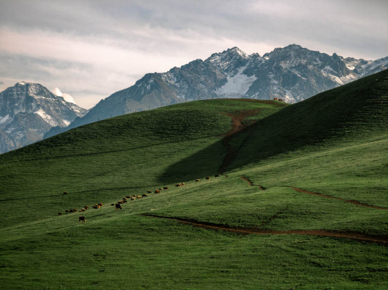 雪山绿野牧羊图图片