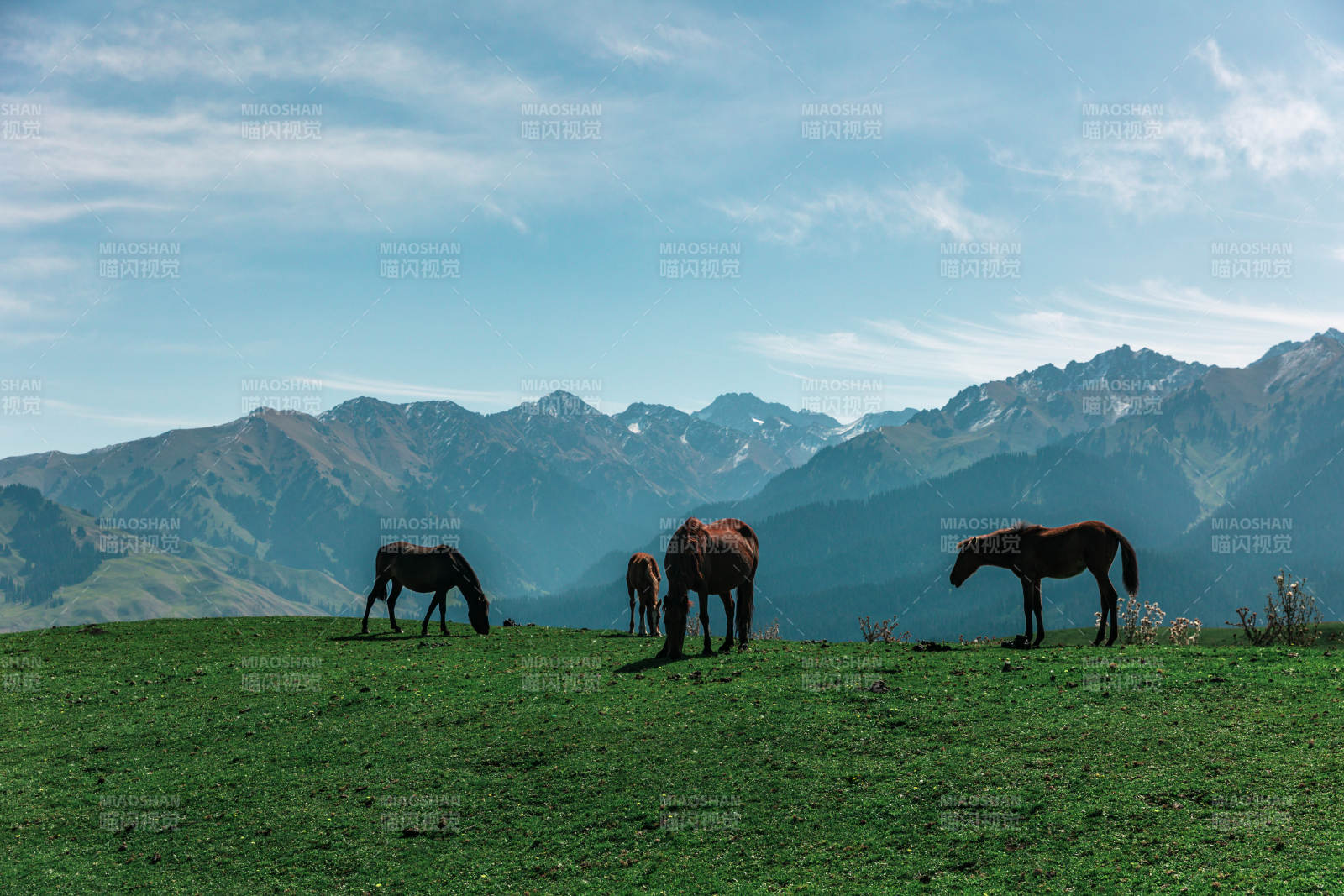 山野牧马图图片