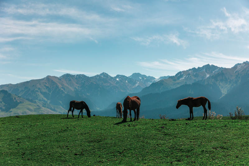 山野牧马图图片