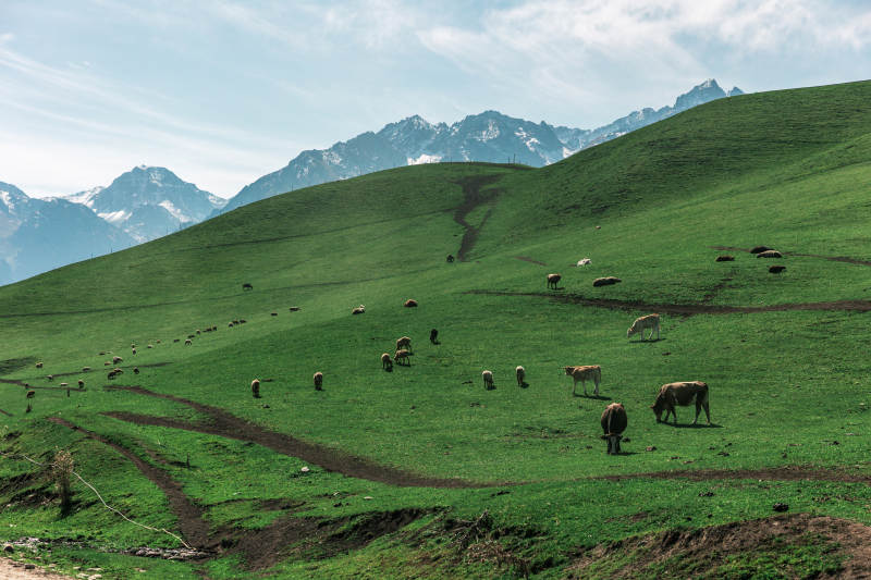 雪山下的绿野牧歌图片