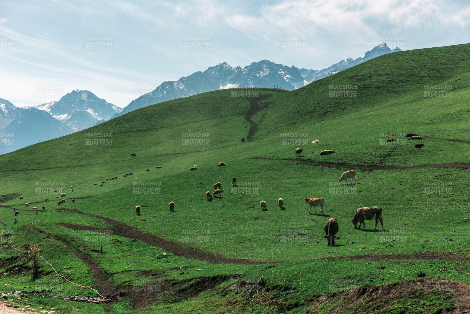 雪山下的绿野牧歌图片