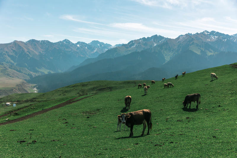 高山牧场牛群悠然图片