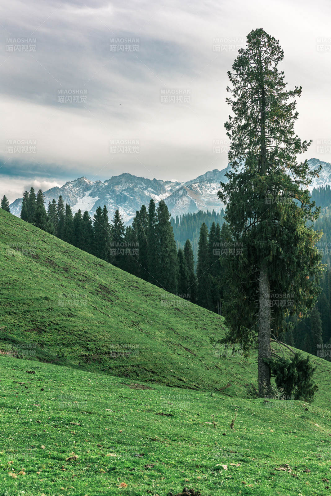 雪山绿野孤松立图片