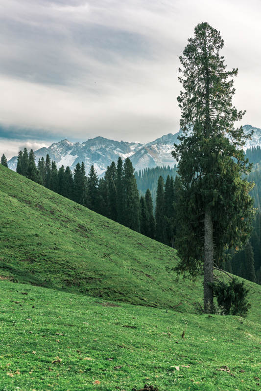 雪山绿野孤松立图片