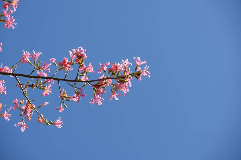 樱花枝头映蓝天图片