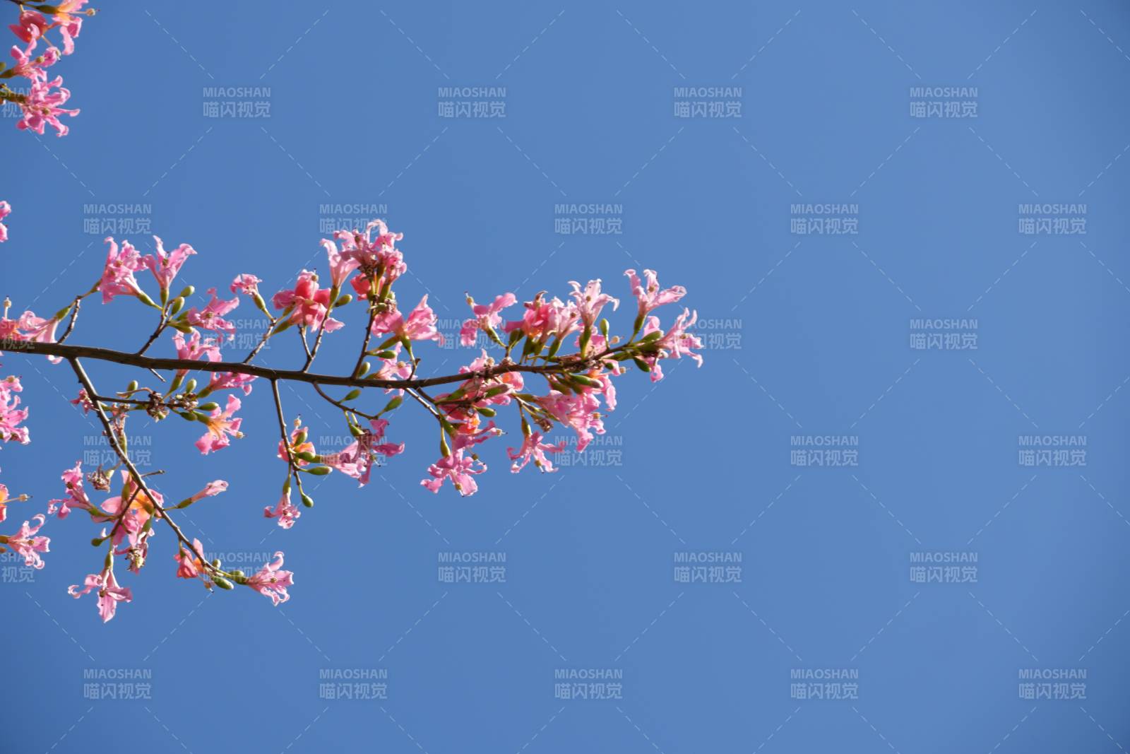 樱花枝头映蓝天图片