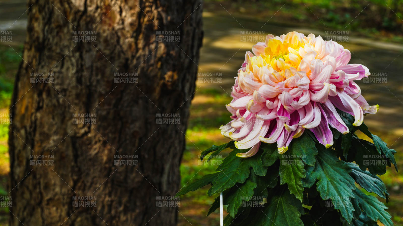 秋菊绽放树旁图片