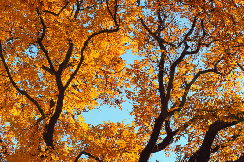 秋叶映蓝天图片