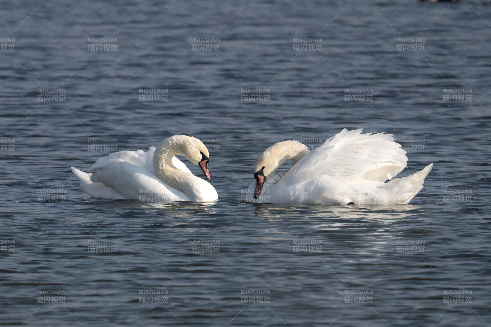 双天鹅水中相依图片