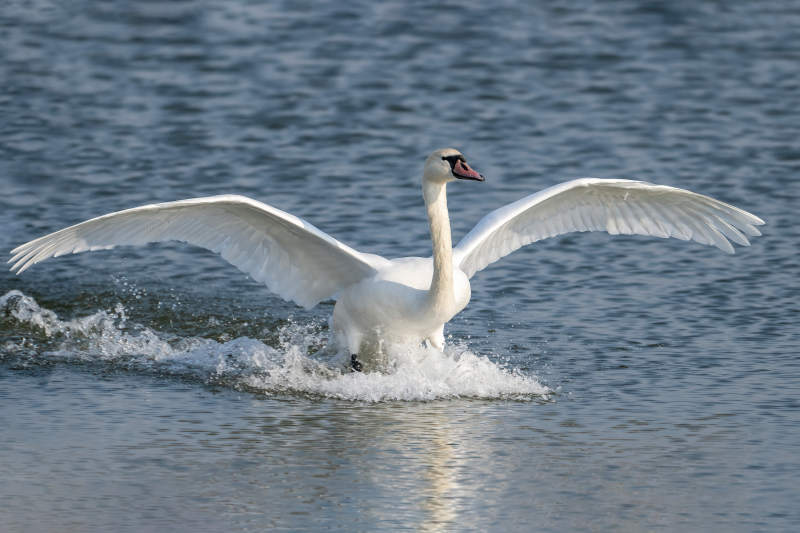 天鹅展翅水面图片