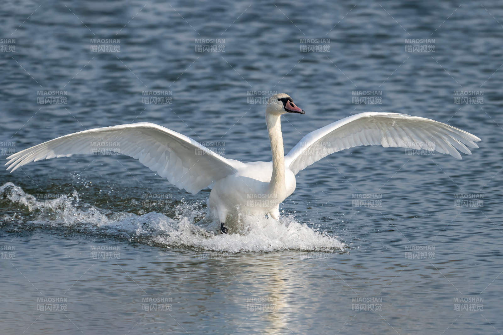 天鹅展翅水面图片