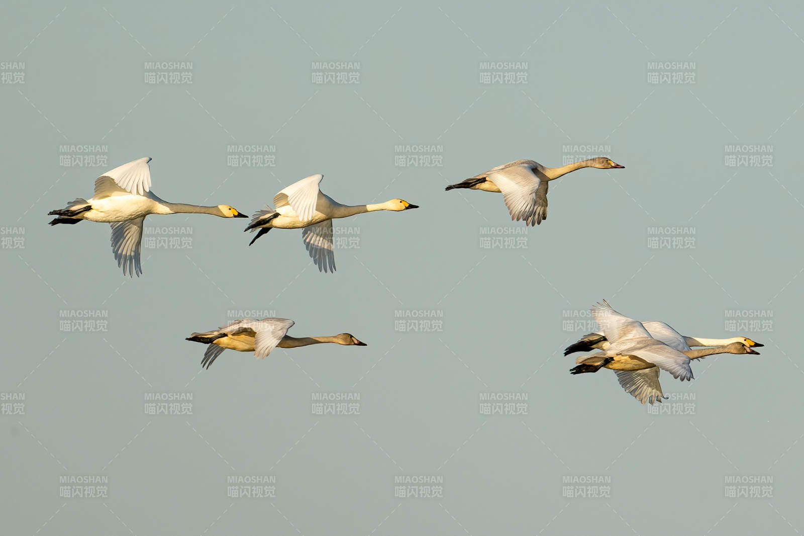 天鹅飞翔天际图片