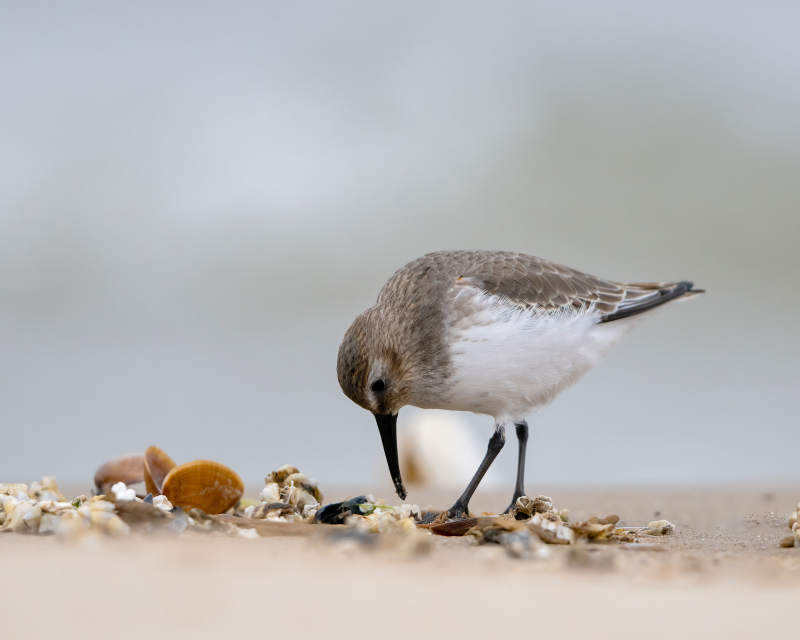 沙鸻觅食于滩涂图片