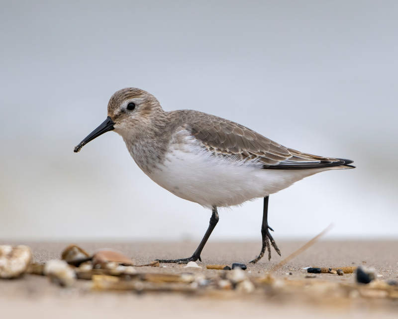 滩涂上的小沙鸻图片