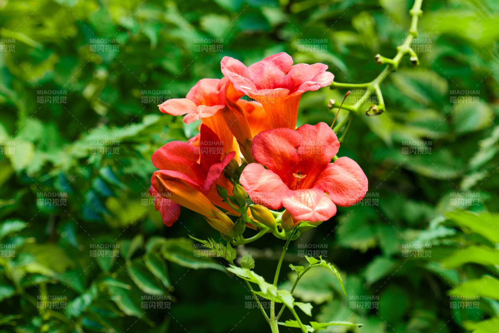 凌霄花绽放绿叶间图片