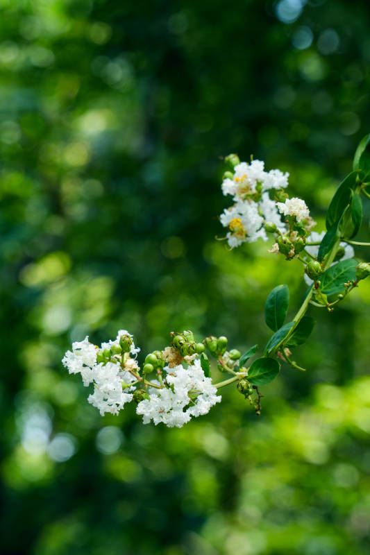 白紫薇绿叶映自然图片