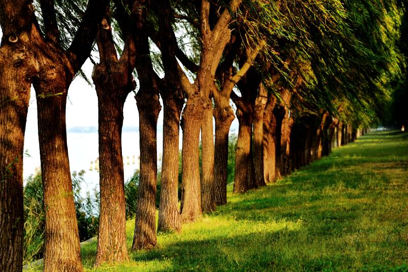 林荫道旁绿意浓图片