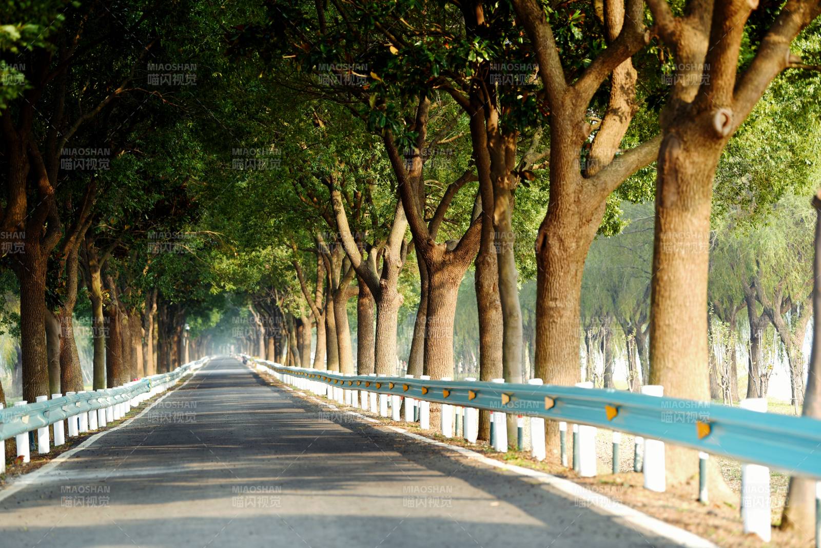 林荫大道图片
