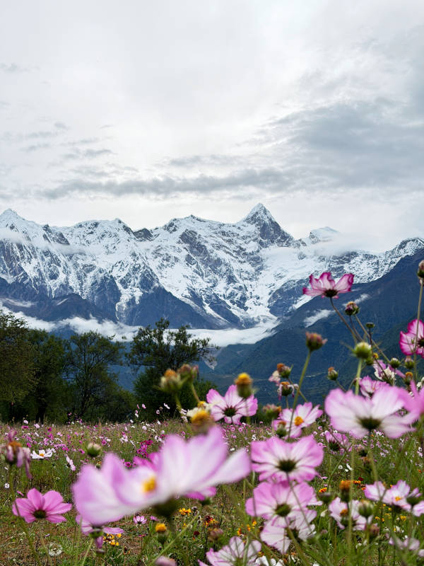 雪山花海图片