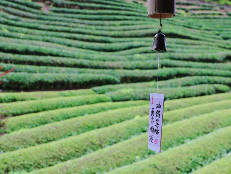 茶园风铃静谧景图片