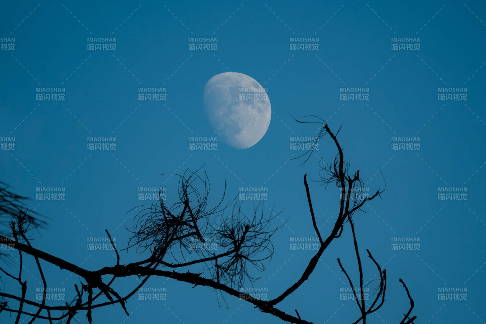 月夜枯枝剪影图片