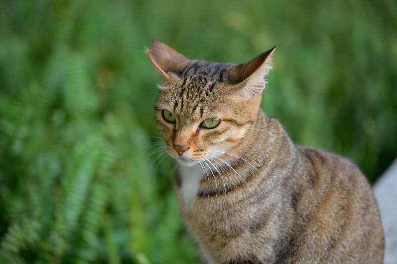 绿意中的虎斑猫图片