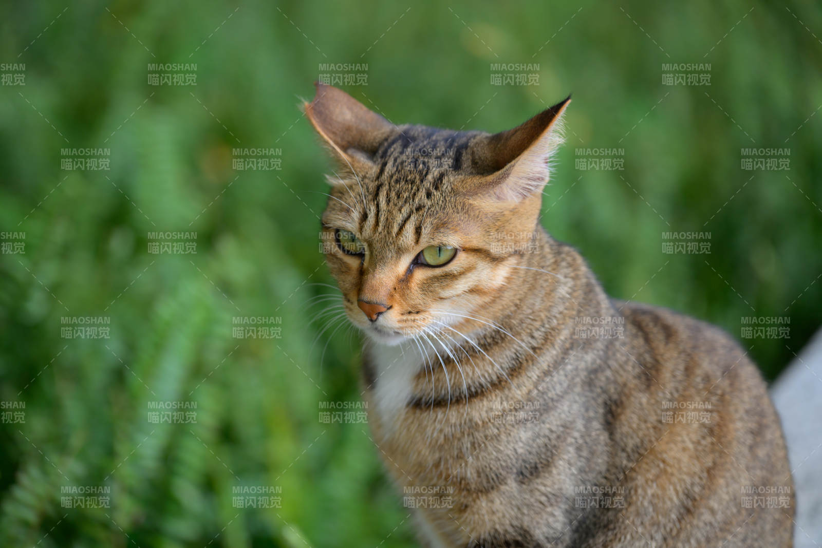 绿意中的虎斑猫图片