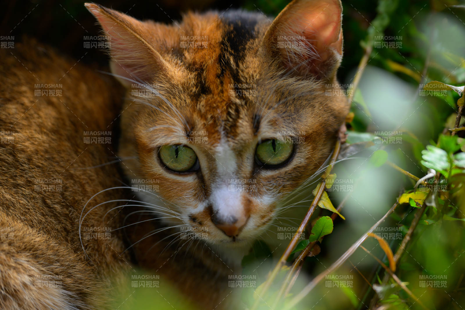 猫在草丛中凝视图片