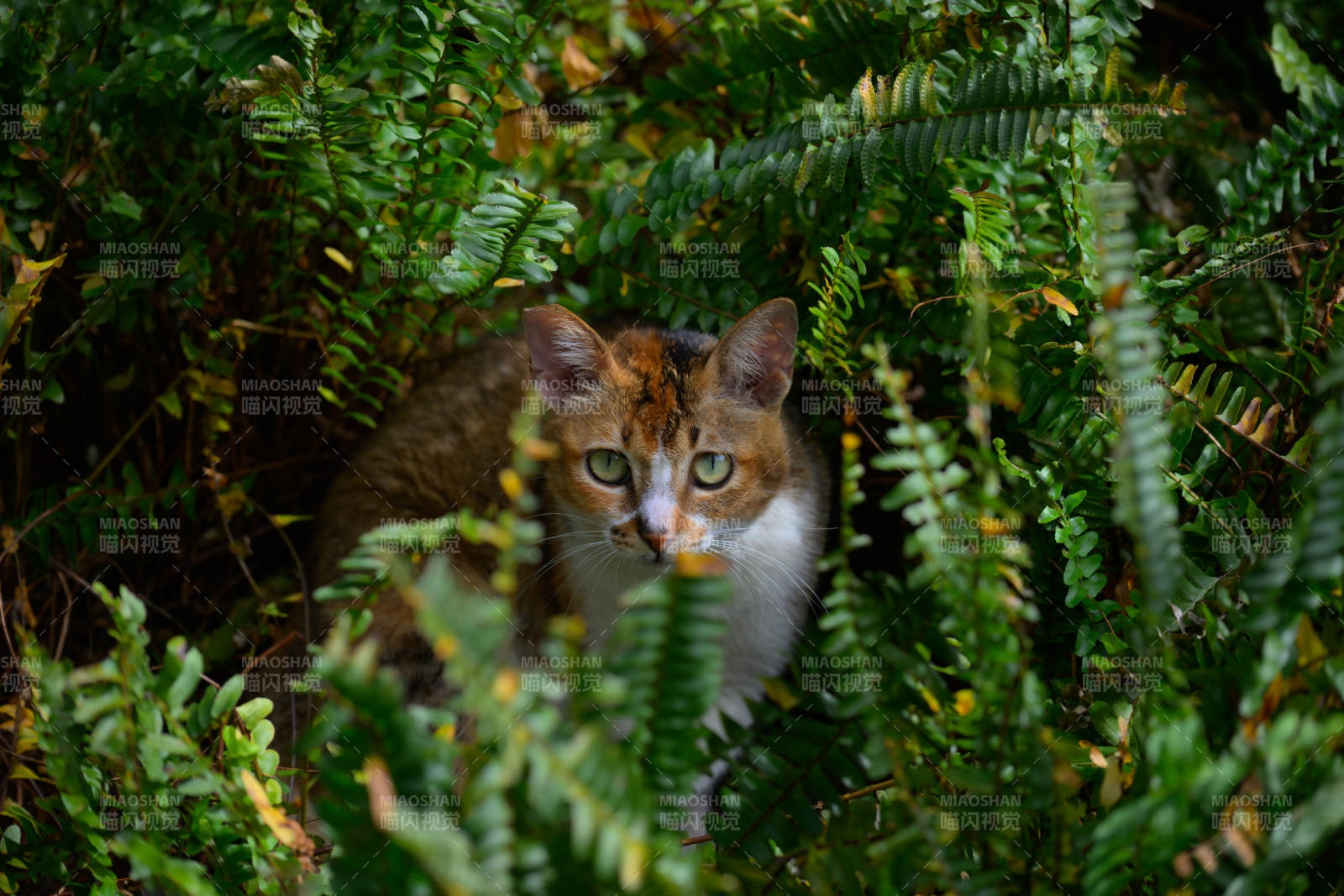 猫隐绿叶间图片