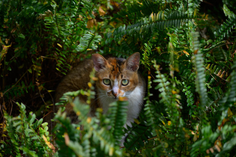 猫隐绿叶间图片