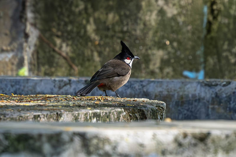 红耳鹎栖息石阶图片