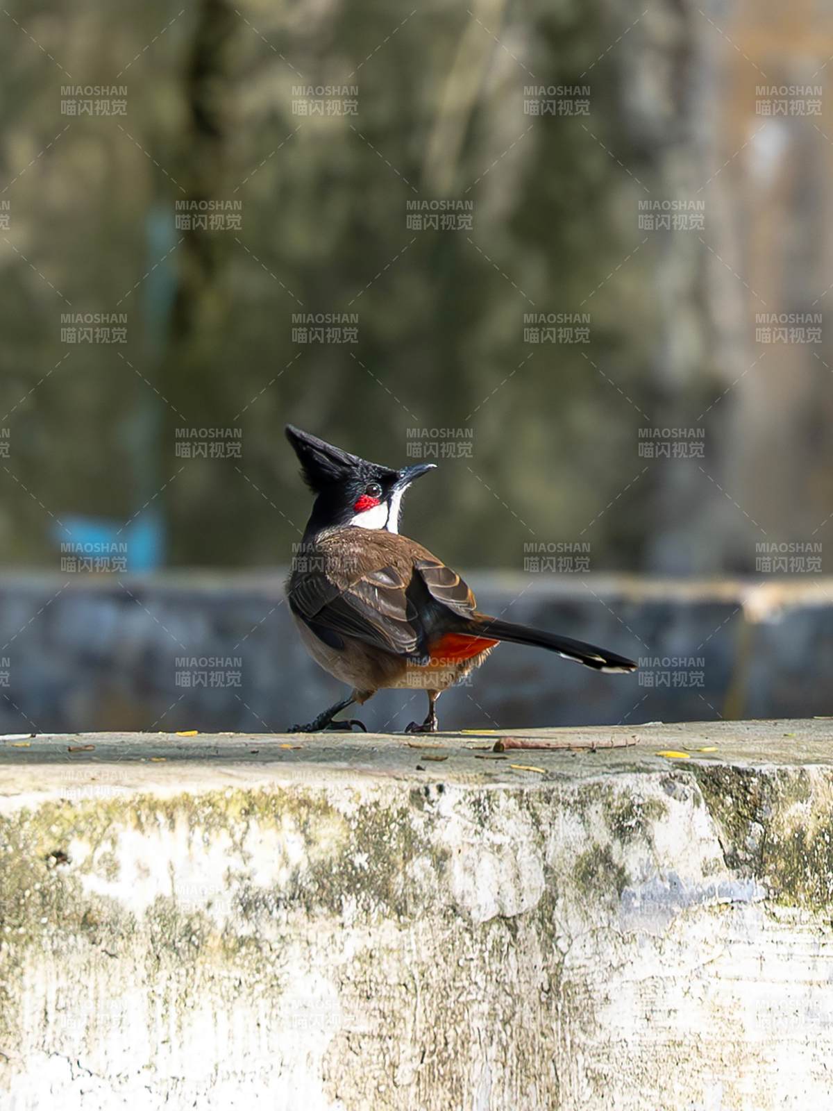 红耳鹎栖息石上图片