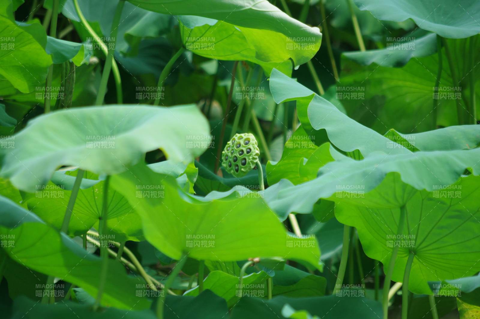 莲蓬初生绿叶间图片