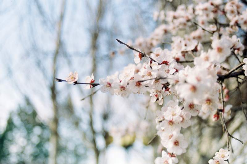 樱花绽放春意浓图片