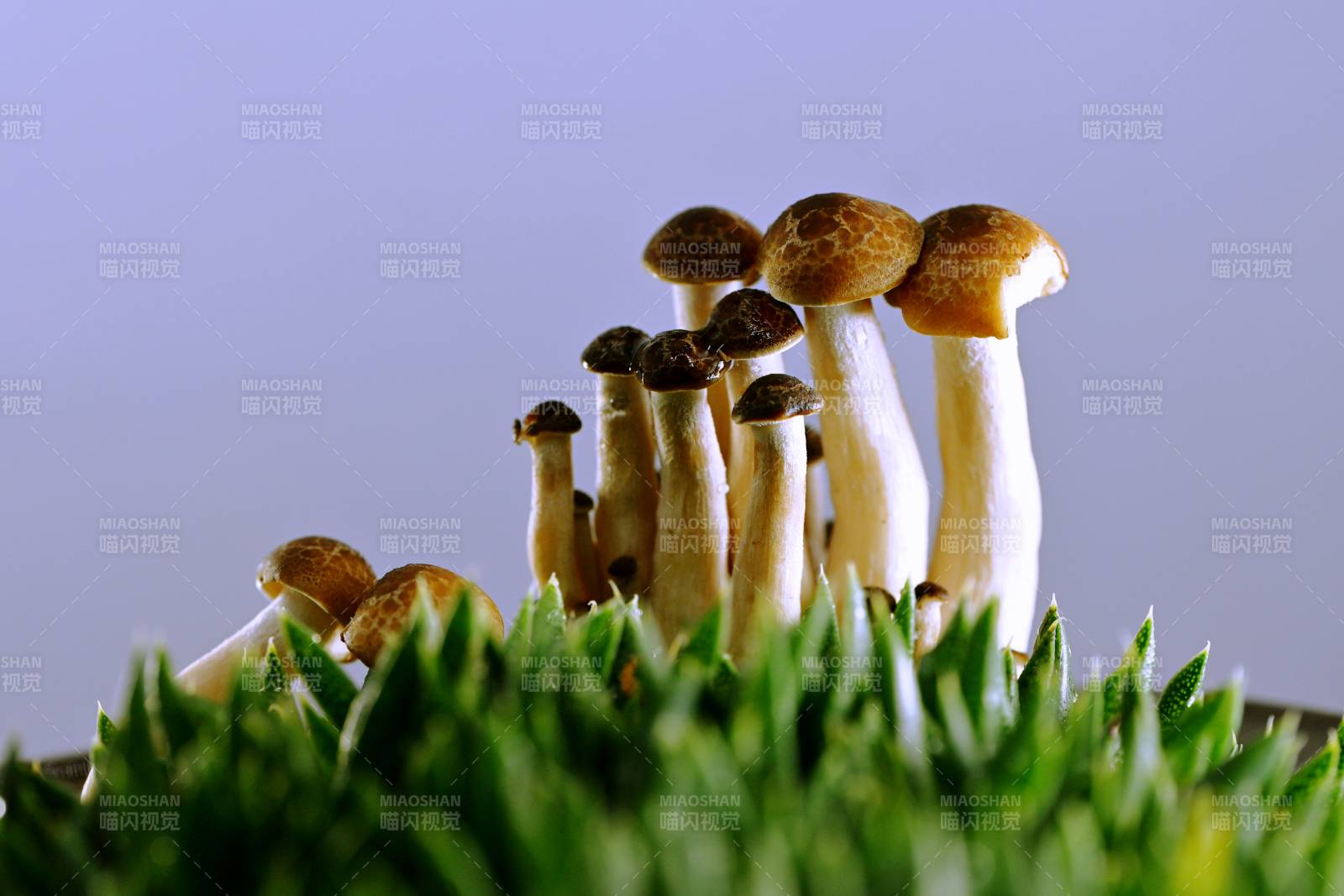 菌丛绿意盎然图片