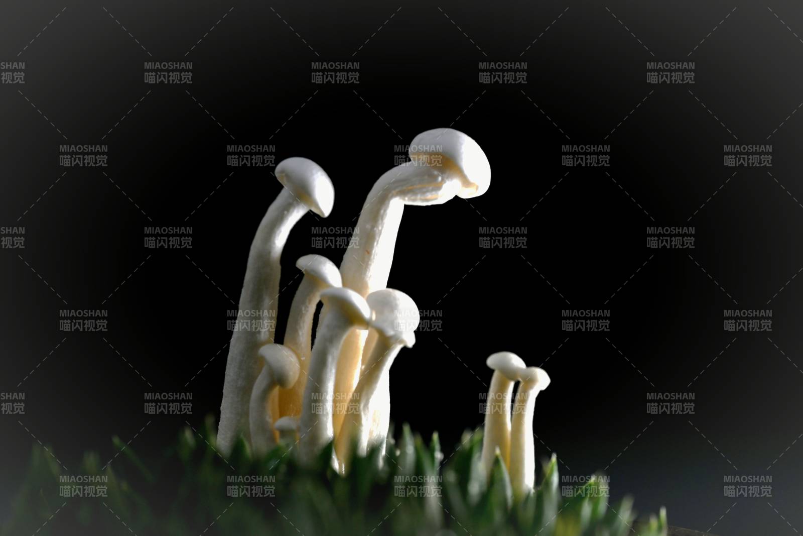 菌菇破土而出图片